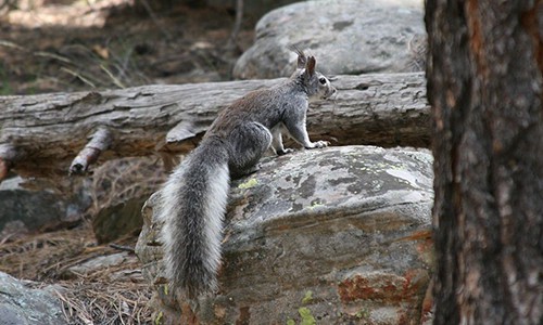 Abert’s-Squirrel