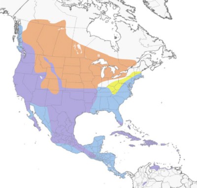 American-Coot-map