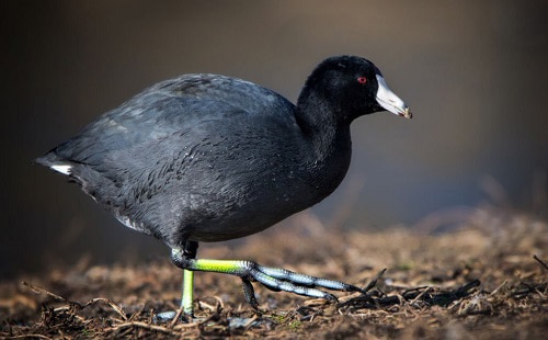 American-Coot