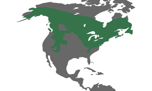American-Red-Squirrel-habitat-map