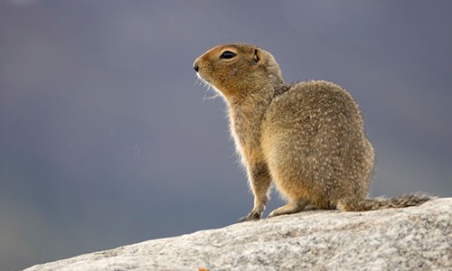 Arctic-Ground-Squirrel