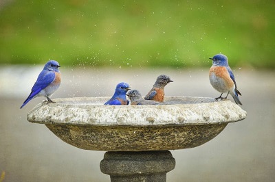 attract-bluebirds-by-installing-a-bird-bath