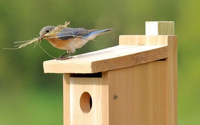 attract-bluebirds-by-leaving-out-nesting-materials-in-the-yard