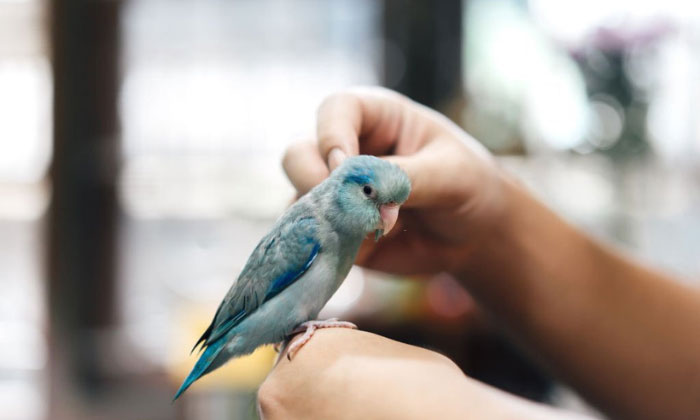 Best-Practices-for-Bird-Nail-Trimming