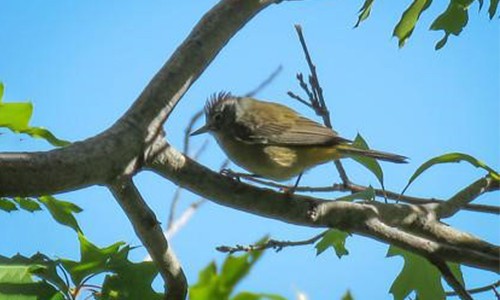 Colima-Warbler