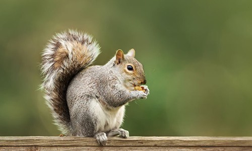 Eastern-Gray-Squirrel