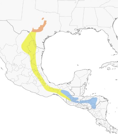 Golden-cheeked-Warbler-map