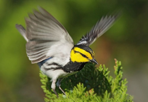 Golden-cheeked-Warbler