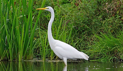 Great-Egret