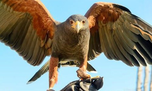 Harris’-Hawk