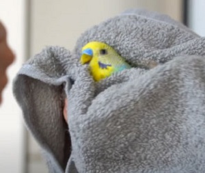 Hold-your-bird-steady-to-trim-birds-nails