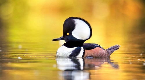 Hooded-Merganser