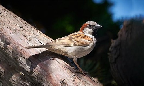 House-Finch