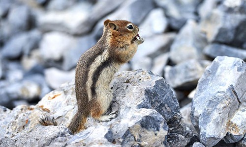 Least-Chipmunk