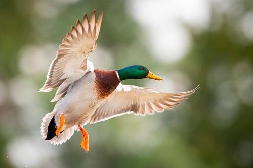 Mallard-bird