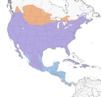 Mourning-Dove-map