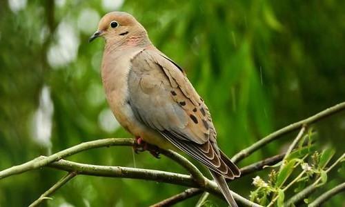 Mourning-Dove