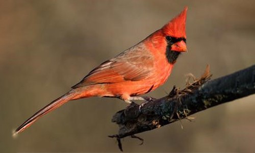 Northern-Cardinal