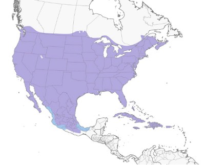 Northern-Mockingbird--map