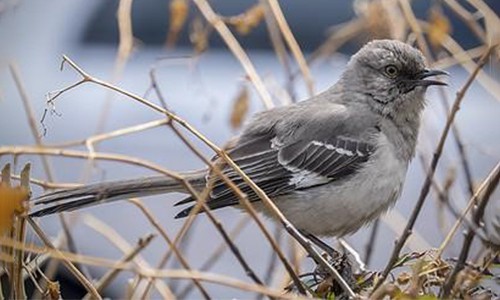 Northern-Mockingbird