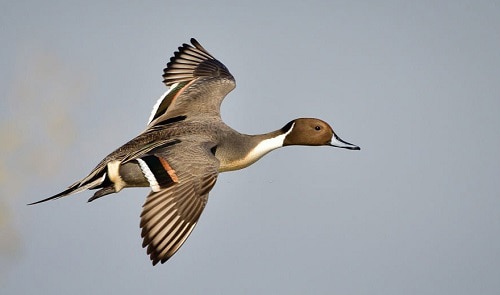 Northern-Pintail