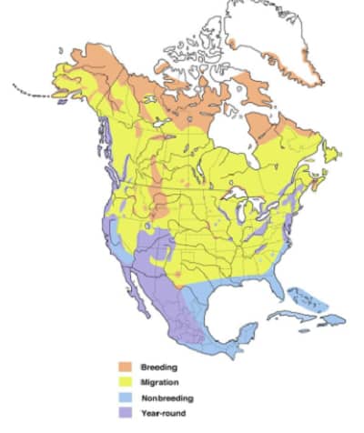 Peregrine-Falcon-map