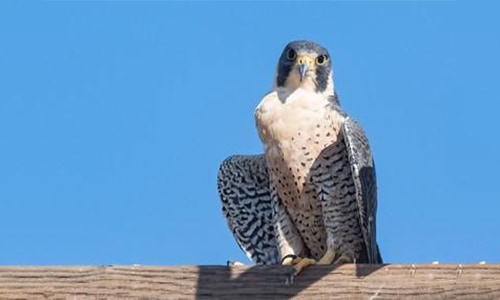 Peregrine-Falcon