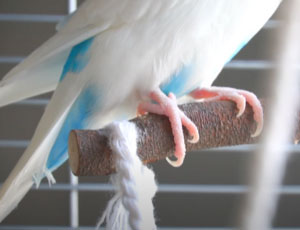 Prepare-your-materials,-your-bird,-and-yourself-to-trim-birds-nails