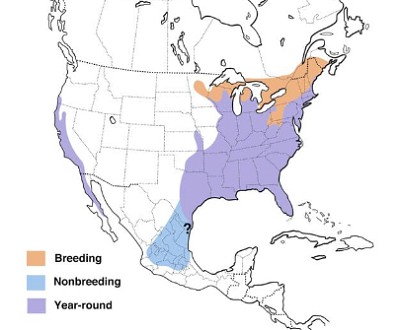 Red-Shouldered-Hawk-map