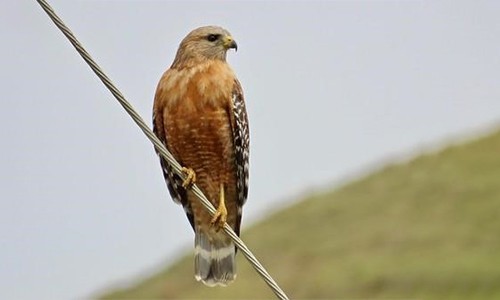Red-Shouldered-Hawk