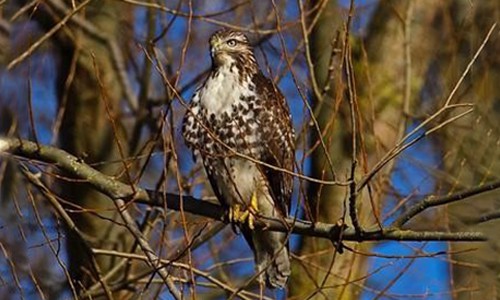 Red-tailed-Hawks