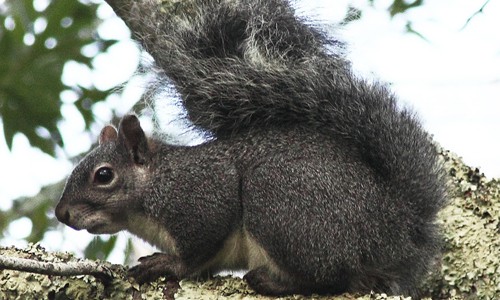 Sciurus-griseus