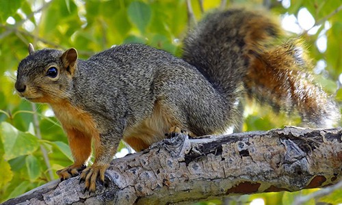 Sciurus-niger