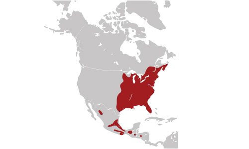 Southern-Flying-Squirrel-habitat-map