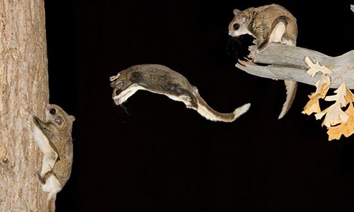 Southern-Flying-Squirrel