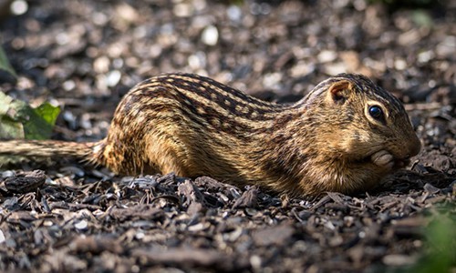 Thirteen-Lined-Ground-Squirrel