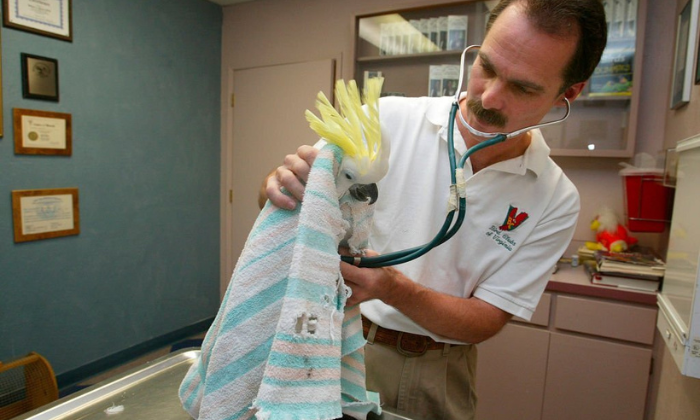 Tips-for-Calming-Your-Bird-During-Nail-Clipping