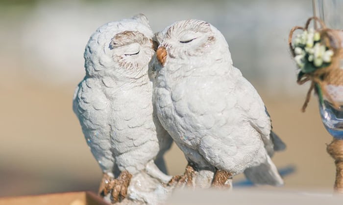 Treating-feather-loss-in-birds