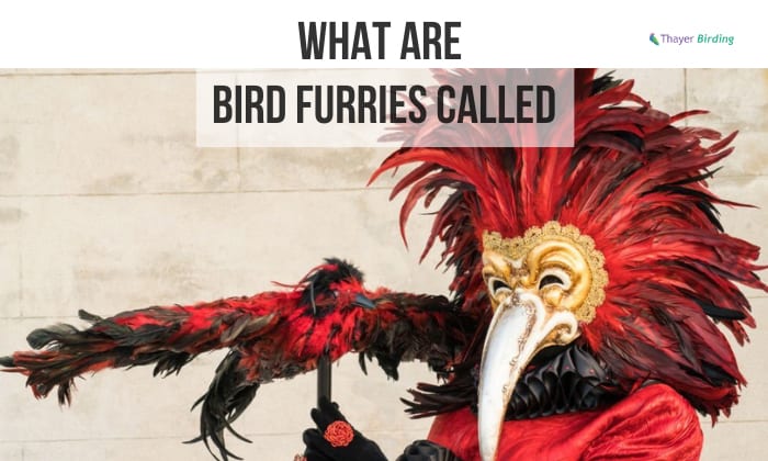 What Are Bird Furries Called