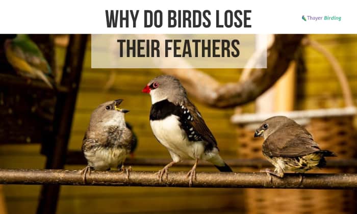 Why-Do-Birds-Lose-Their-Feathers