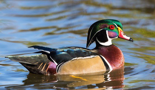 Wood-Duck