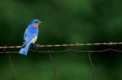 attract-bluebirds-by-giving-them-a-hunting-perch