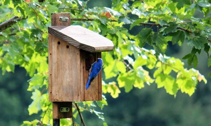 attract-bluebirds-to-a-feeder