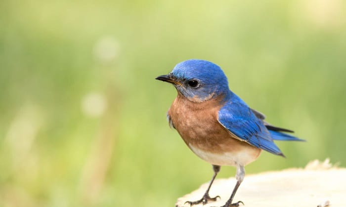 attract-bluebirds-to-your-backyard