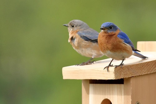 attract-bluebirds-with-a-tuna-can-and-a-nail-in-step-1