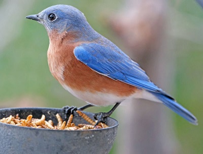attract-bluebirds-with-their-favorite-foods