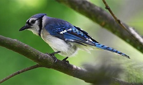 birds’-bright-blue-plumage