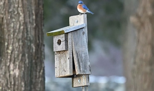 build-a-bluebird-house