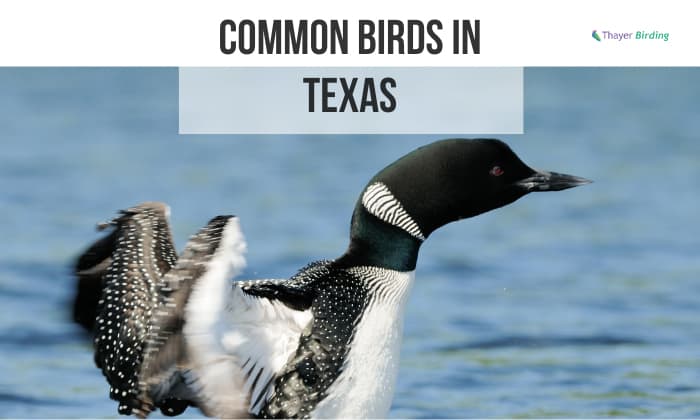 common birds in texas