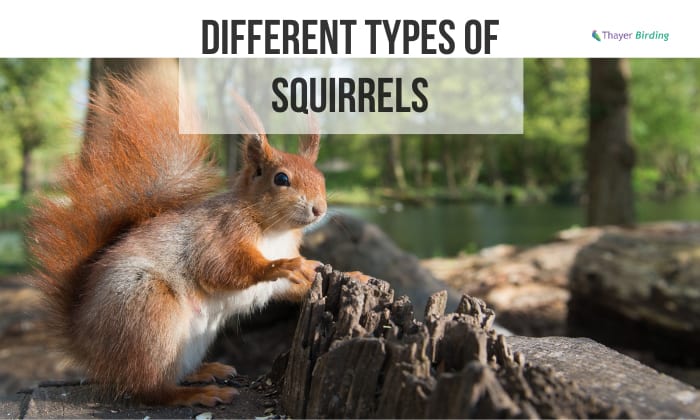 different types of squirrels